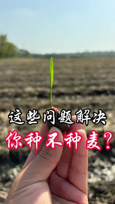 这些问题都解决了，你种不种小麦#老百姓关心的话题