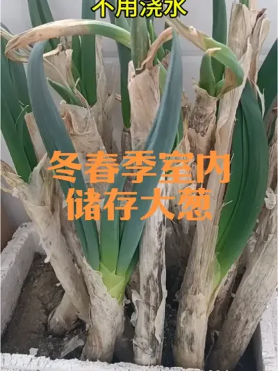 冬春季室内储存大葱好方法#储存大葱
