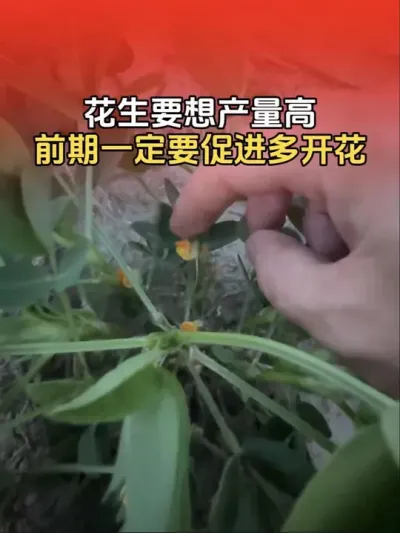 花生要想产量高，前期一定要促进花生多开花，花多下针才多，最终提高花生产量。#花生种植 #花生种植管理技术 #花生高产 #花生高产种植 #分享农业知识帮农民增产增收