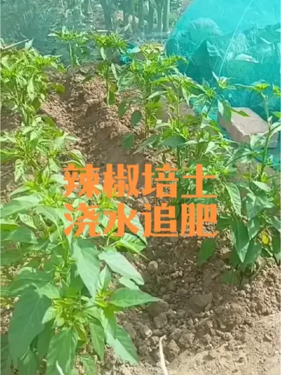小菜园种植的辣椒如何培土浇水追肥？#辣椒