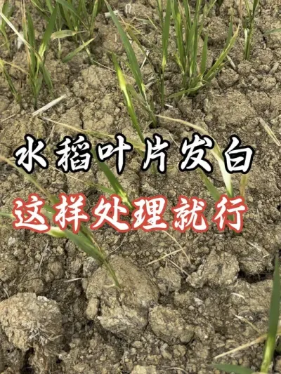 水稻叶片发白，药害怎么解#分享农业知识帮农民增产增收 #老百姓关心的话题