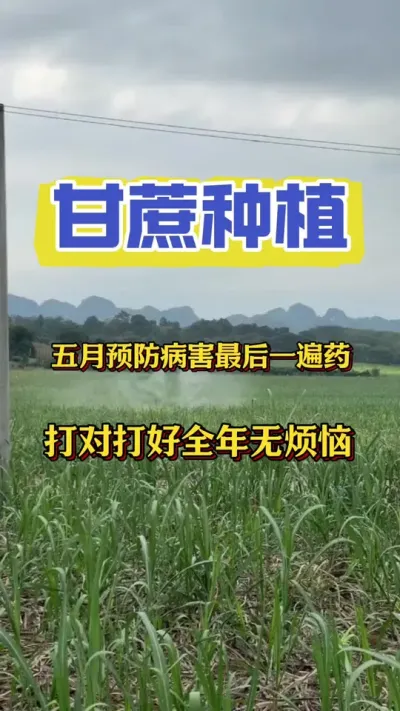 想要甘蔗一整年都是健健康康、好管理、产量高，一定要做好五月的消杀工作#甘蔗种植 #农业种植 #甘蔗施肥方法 #甘蔗病虫害防治