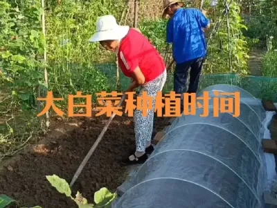 大白菜种植时间及品种如何选择#大白菜
