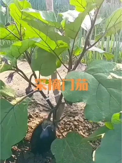 采摘门茄时机的把握及现阶段管理#门茄