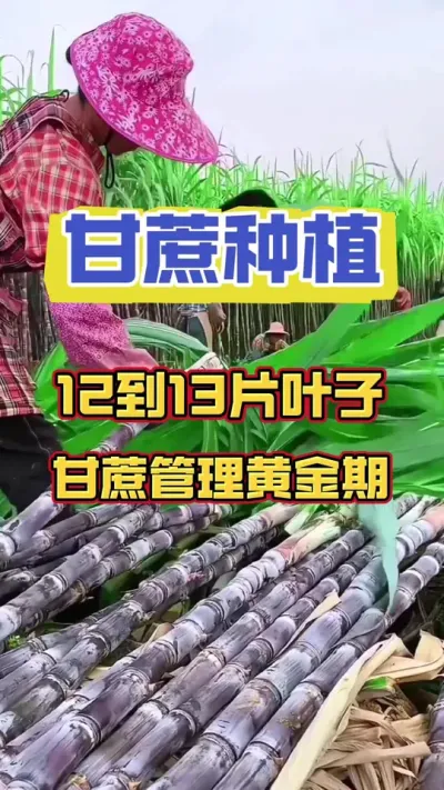 甘蔗长到12到13片叶子的时候，也是甘蔗管理的黄金时期#甘蔗种植 #种植小技巧 #增产增收小配方