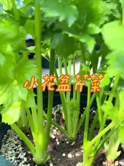 小花盆种植芹菜苗 我们的芹菜苗，根系发达，成活率高，阳台小花盆盆栽也能茁壮成长呦#芹菜 #芹菜种植 #关注我一起学种菜 #在家种菜