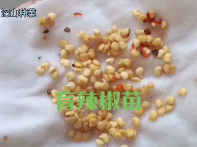 辣椒如何催芽育苗#育辣椒苗