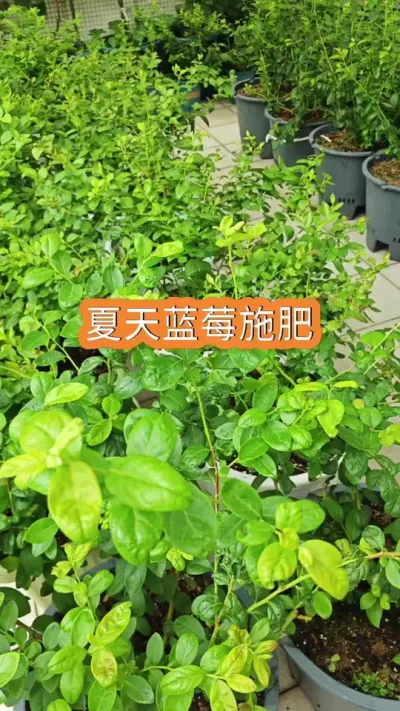 蓝莓的施肥方法，新手种蓝莓怎么管理，蓝莓的养护过程#蓝莓种植 #蓝莓养护 #蓝莓施肥 #种蓝莓 #蓝莓种植技术