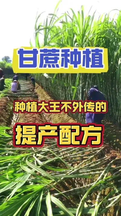 甘蔗种植大王不外传的，甘蔗高产种植秘方#甘蔗种植 #甘蔗施肥方法 #甘蔗高产