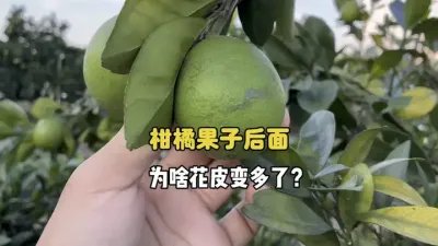 为什么柑橘后期果面的花皮越来越多？ #三农种植 #农业种植 #柑橘 #花皮果 #果树管理 
