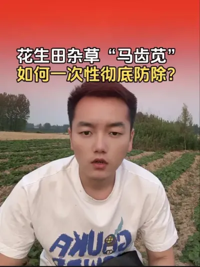 花生田杂草&ldquo;马齿苋&rdquo;，如何一次性彻底防除？#农业植保知识分享 #花生高产种植 #分享农业知识帮农民增产增收 #农业知识分享 #花生种植管理
