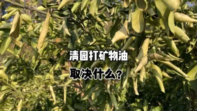 柑橘清园能否打矿物油，取决于什么？ #柑橘 #果树种植 #矿物油 #清园 #农业种植 