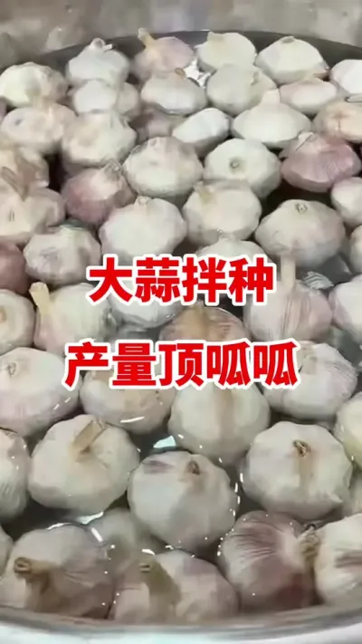 大蒜拌种产量顶呱呱#大蒜种植 #大蒜拌种 #大蒜种植技术 #大蒜高产 #大蒜增产