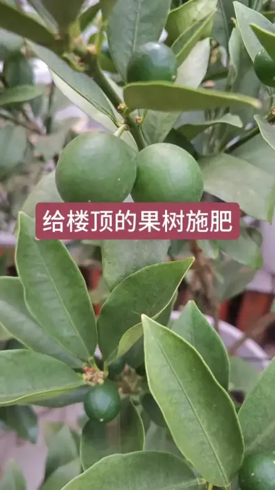 楼顶果树怎么施肥，盆栽果树的养护方法，脆皮金桔的养护方法 #脆皮金桔 #金桔树苗 #盆栽果树 #楼顶果园 #果树施肥