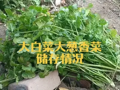 目前大葱香菜大白菜储存情况如何#白菜储存方法