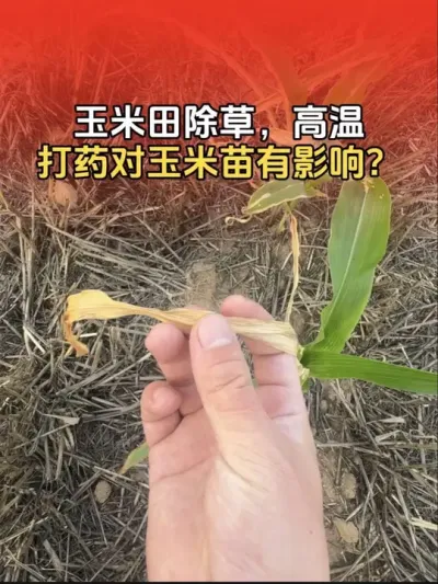 玉米田除草剂一定要避开高温施药，以免出现药害。#玉米高产种植技术 #玉米种植 #玉米除草剂 #分享农业知识帮农民增产增收 #传播农业小知识