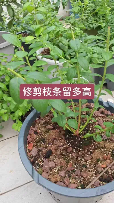 新手怎么种蓝莓，蓝莓的养护过程，蓝莓的修剪#蓝莓修剪 #蓝莓种植 #蓝莓种植技术 #蓝莓苗 #盆栽蓝莓
