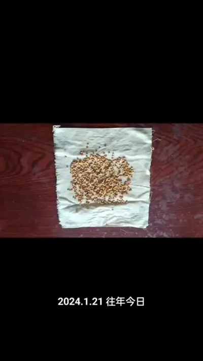 分享去年育茄子苗供参考#茄子育苗