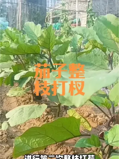 茄子生长期内如何整枝打杈#茄子