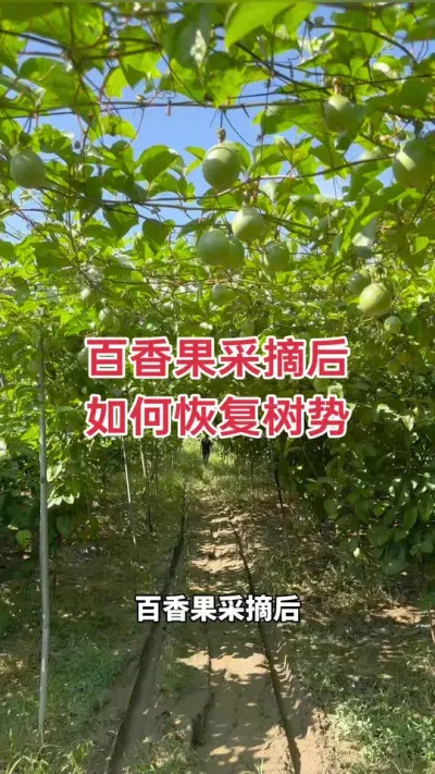 百香果采摘后如何恢复树势？#百香果 #黄金百香果 #百香果种植 #百香果种植技术 #浩伟方
