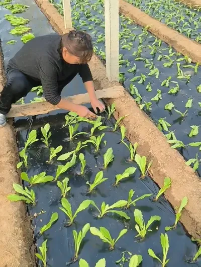 #三农 #农业种植 #记录我的种植生活 拼的就是手速