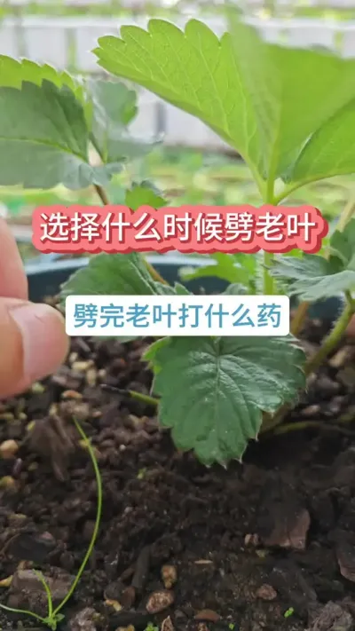 草莓怎么剥老叶，草莓的养护方法，草莓的种植过程，草莓劈老叶药打什么药 #草莓种植 #草莓劈叶 #草莓苗 #种草莓 #盆栽草莓