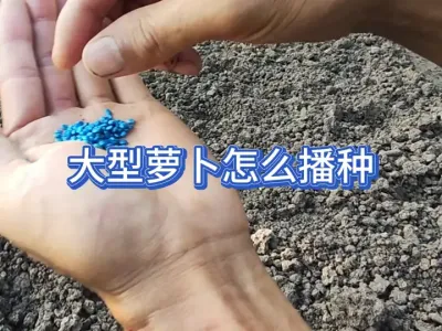 大型萝卜怎么种才能成功，千万不要像种小萝卜那么随意 #三农 #种植小技巧 #新农人计划 #原创视频 #上热搜 