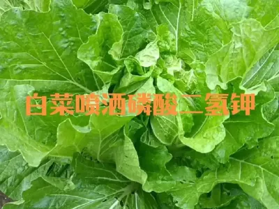 天气转晴后大白菜如何喷洒磷酸二氢钾