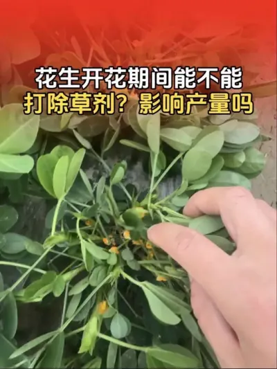 花生开花期间能不能打除草剂？会影响花生产量吗？#农业知识分享 #农业植保知识分享 #花生高产种植 #花生种植管理技术 #花生高产
