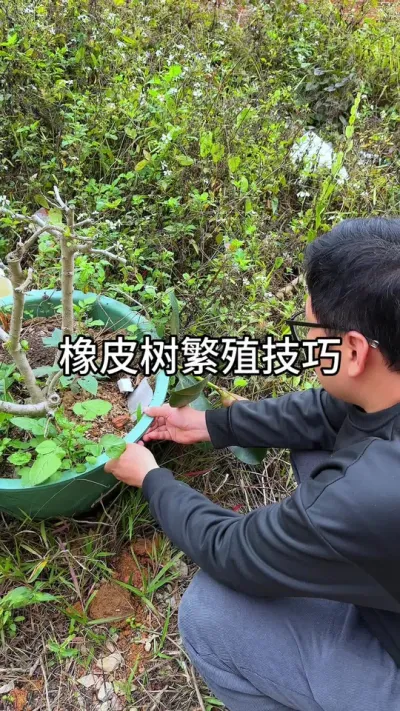 橡皮树扦插繁殖方法#花卉绿植 #养花