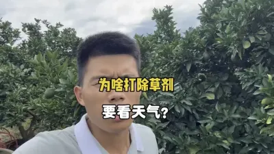 柑橘果园打除草剂，记得要看好天气 #农业种植 #柑橘种植 #除草剂 #三农 #果园管理 