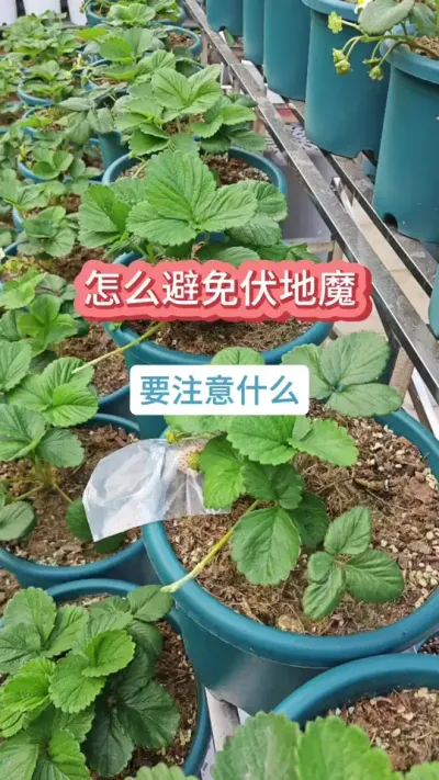 草莓的种植过程，新手怎么种草莓，草莓的养护方法，种草莓怎么施肥浇水#种草莓 #草莓苗 #草莓养护 #盆栽草莓 #草莓种植
