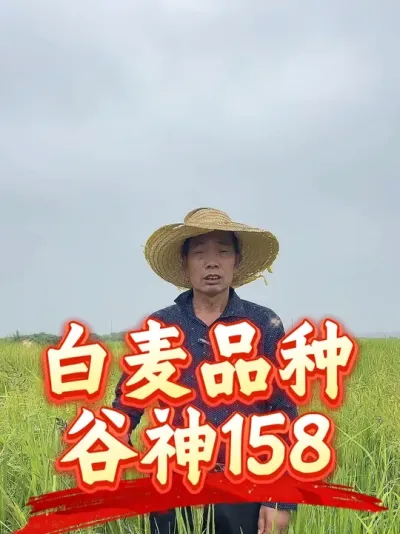 小麦高产第一步，种子要好！种植白麦区域的这个品种可以试试#分享农业知识帮农民增产增收 #老百姓#小麦种植