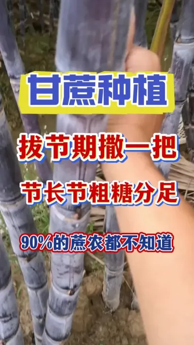 甘蔗根部撒一撒，轻松实现产量品质双丰收#甘蔗种植#甘蔗拔节#甘蔗