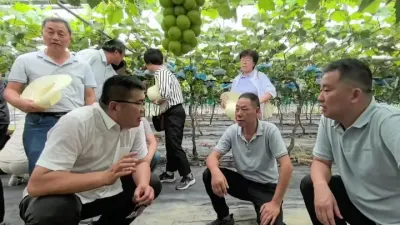 国家葡萄产业技术体系首席科学家王海波研究员敬告葡萄种植者和经销商：葡萄绿色食品生产中不能使用噻苯隆！