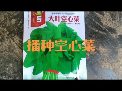 如何播种空心菜#空心菜