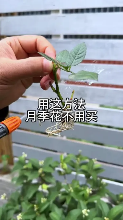 有了这个方法，月季花不用买#花卉绿植 #养花