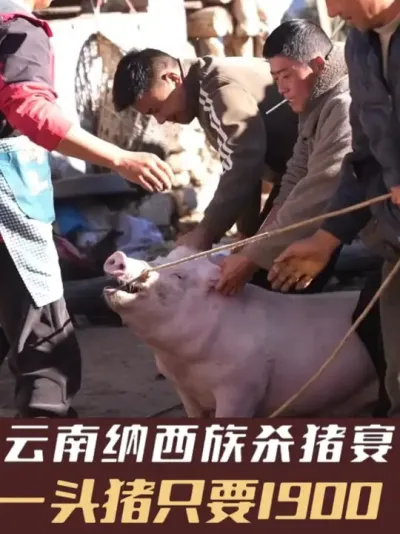 云南纳西族杀猪饭，一头猪居然只要1900！ #三农#我的乡村生活#杀猪饭#赖氏父子