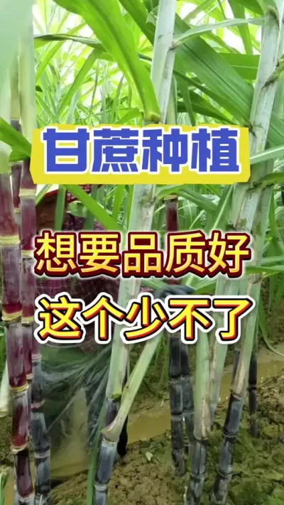想让甘蔗高产增收，试试这个央视推荐的#甘蔗种植 #种植小技巧 #甘蔗施肥方法