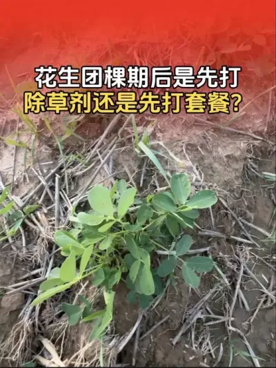 花生团棵期后，是先打除草剂还是先打套餐？#给我热门吧 #花生高产全程模式化管理 #花生高产 #花生高产种植 #分享农业知识帮农民增产增收
