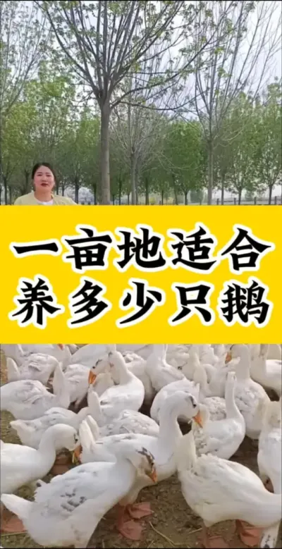 #养鹅技术分享#科学养鹅#养鹅人#记录养殖生活