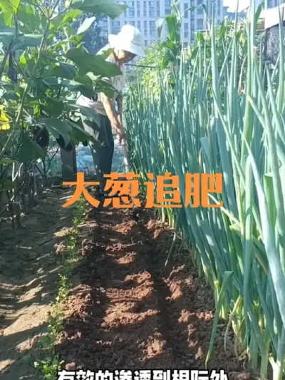 大葱快速生长期如何追肥#大葱