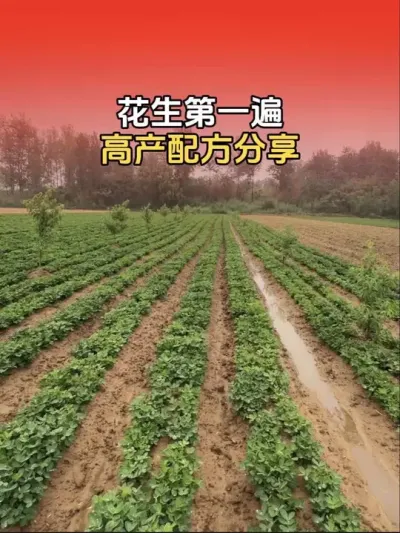 花生第一遍套餐，高产配方分享。#花生高产 #花生种植 #花生种植管理技术 #分享农业知识帮农民增产增收 #传播农业小知识