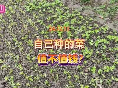 自己种的菜和菜市场买的菜有没有对比性，区别其实相当明显 #自己种的纯天然的绿色蔬菜 #三农 #抖音助农 #新农人计划2024 #记录真实生活 