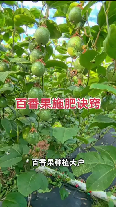 百香果施肥诀窍#百香果种植 #百香果种植技术 #百香果施肥 #黄金百香果种植技术 #浩伟方