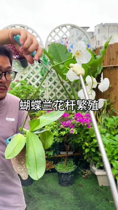 蝴蝶兰花杆繁殖#花卉绿植 #种植小技巧 #养花