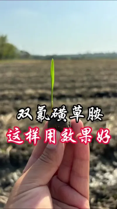 双氟磺草胺，怎么用效果更好#分享农业知识帮农民增产增收