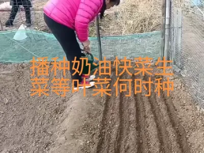 播种奶油快菜，生菜菠菜油麦菜等叶菜春季何时种？