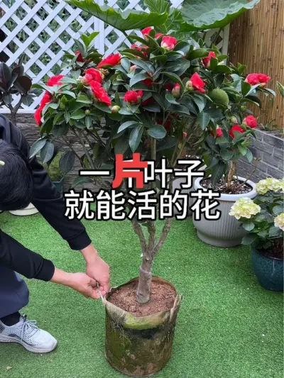 一片叶子就能活的花#花卉绿植 #养花 #种植小技巧