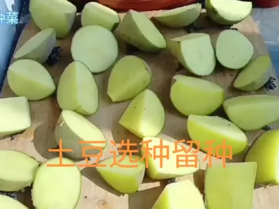 小菜园种植土豆如何选种留种#马铃薯种